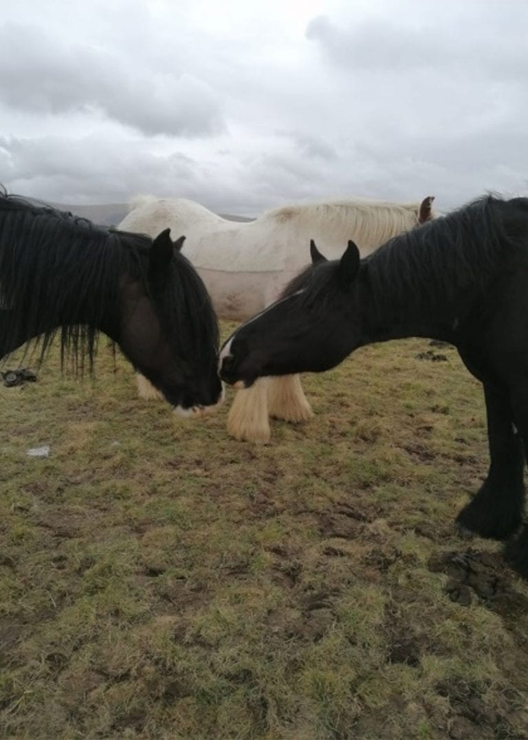 Life At The Calvert Trust Stables: April 2020 - The Keswick Reminder