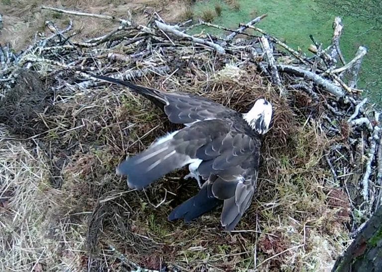 osprey nest removal