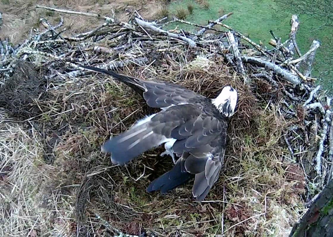 Exciting Week As Osprey Pair Settle In At Bassenthwaite The Keswick Reminder