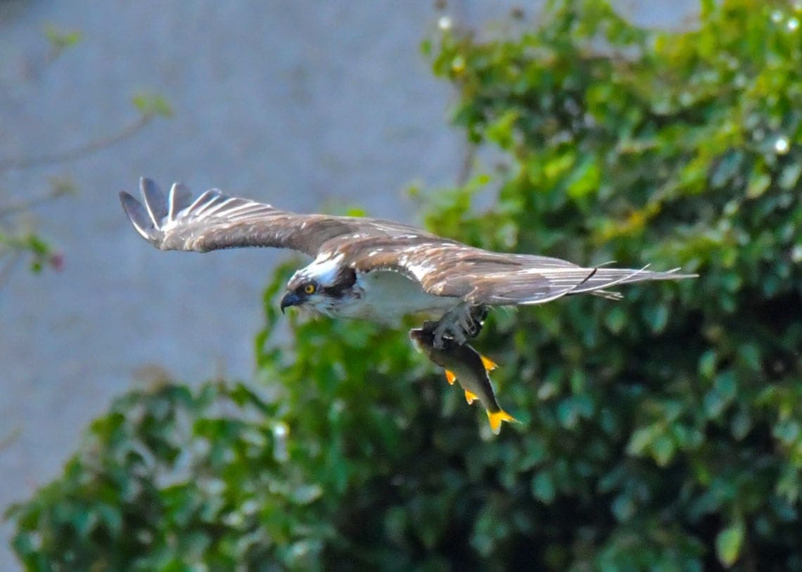 osprey in colorado