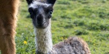 Baby alpaca Florence Nightingale