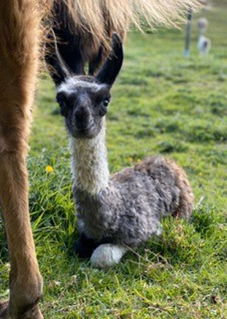Meet baby llama Florence Nightingale, named in honour of the NHS - The ...