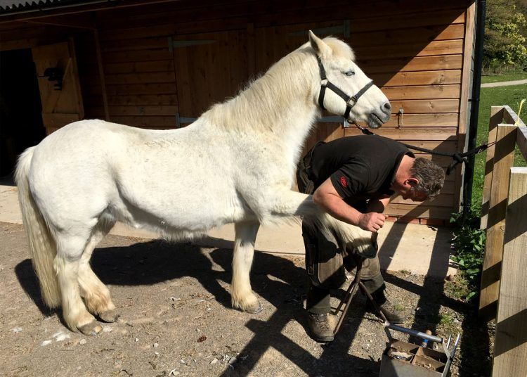 Life At The Calvert Trust Stables: May 2020 - The Keswick Reminder