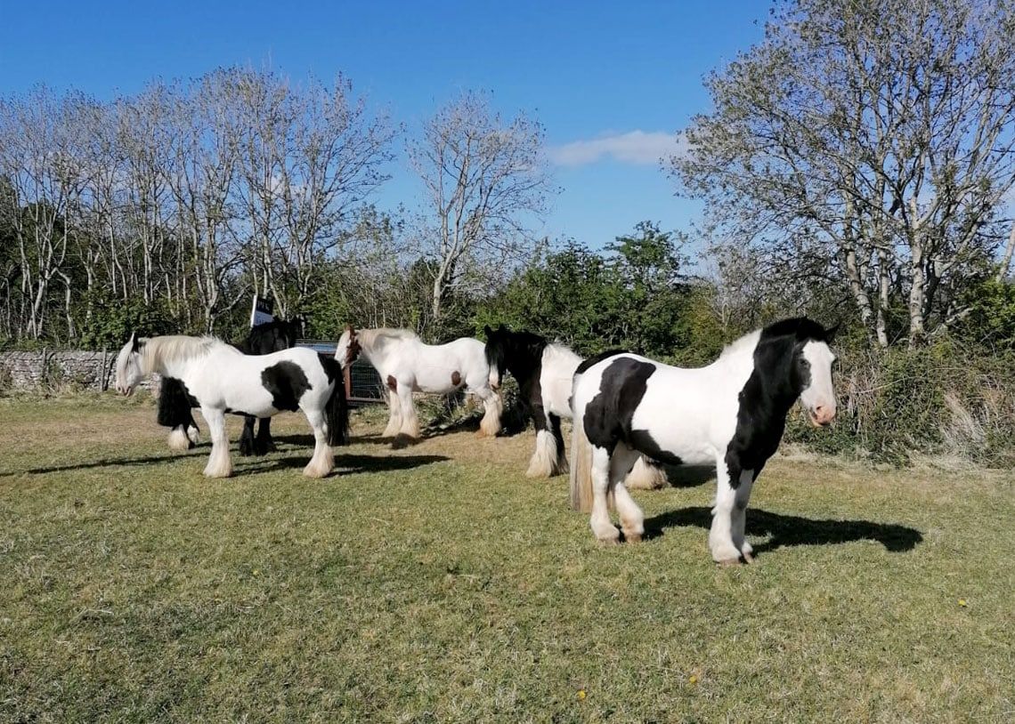 Life At The Calvert Trust Stables: May 2020 - The Keswick Reminder