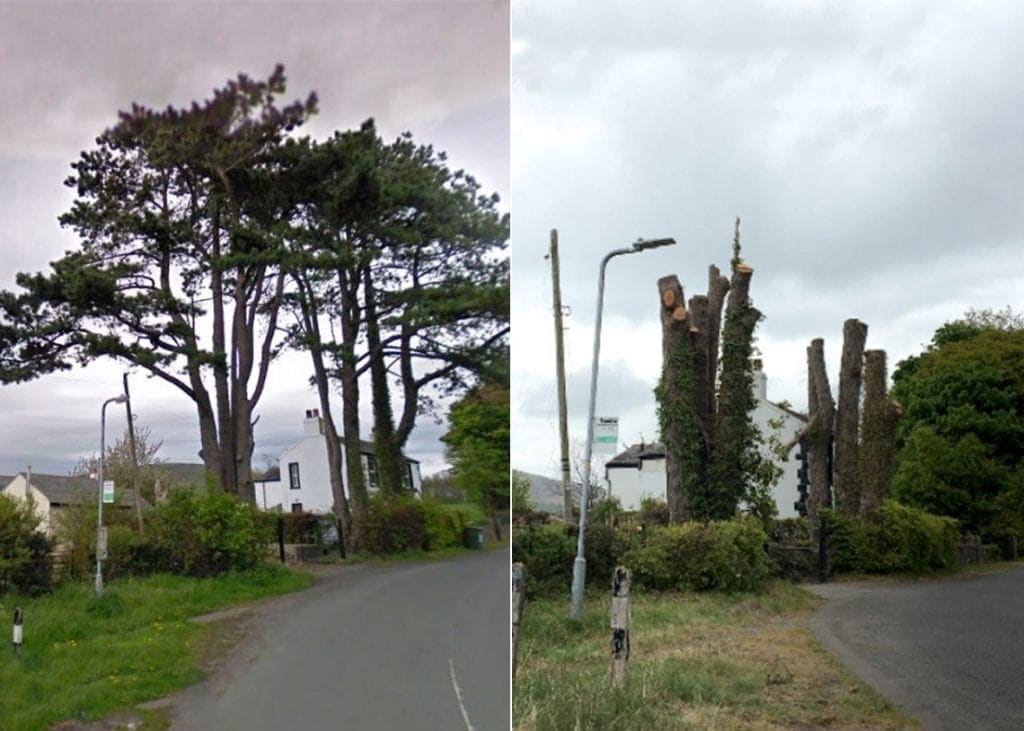 The 'iconic' Scots Pines before (left) and after (right) they were lopped