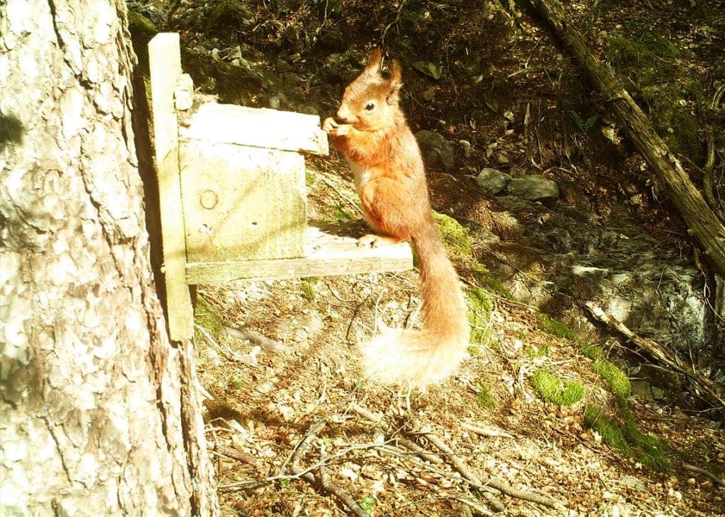 A red squirrel going nuts for its dinner. Photo courtesy of Red Squirrels Northern England