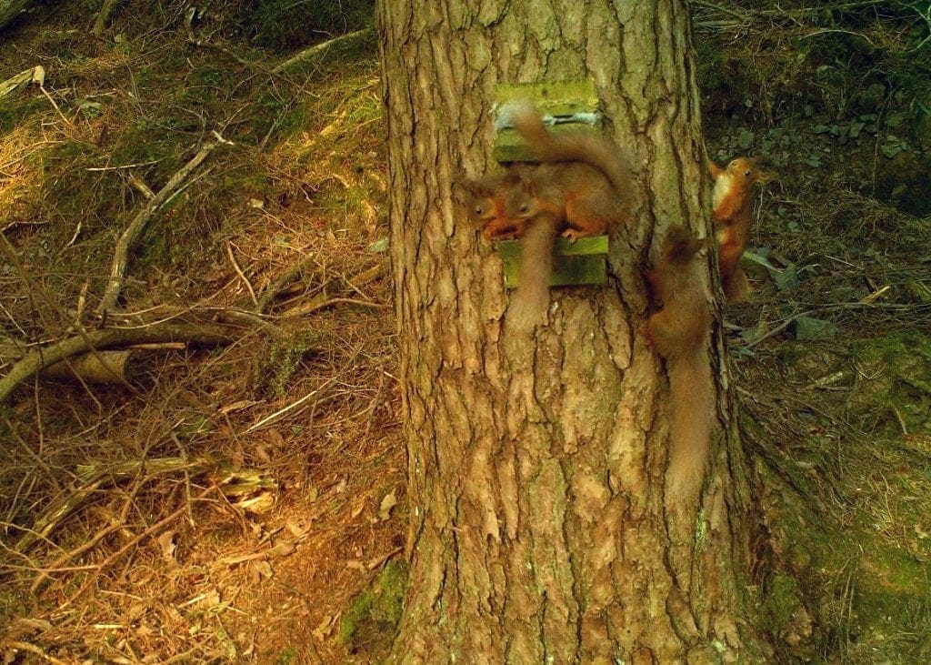 Red squirrels at Thirlmere. Photo courtesy of Red Squirrels Northern England