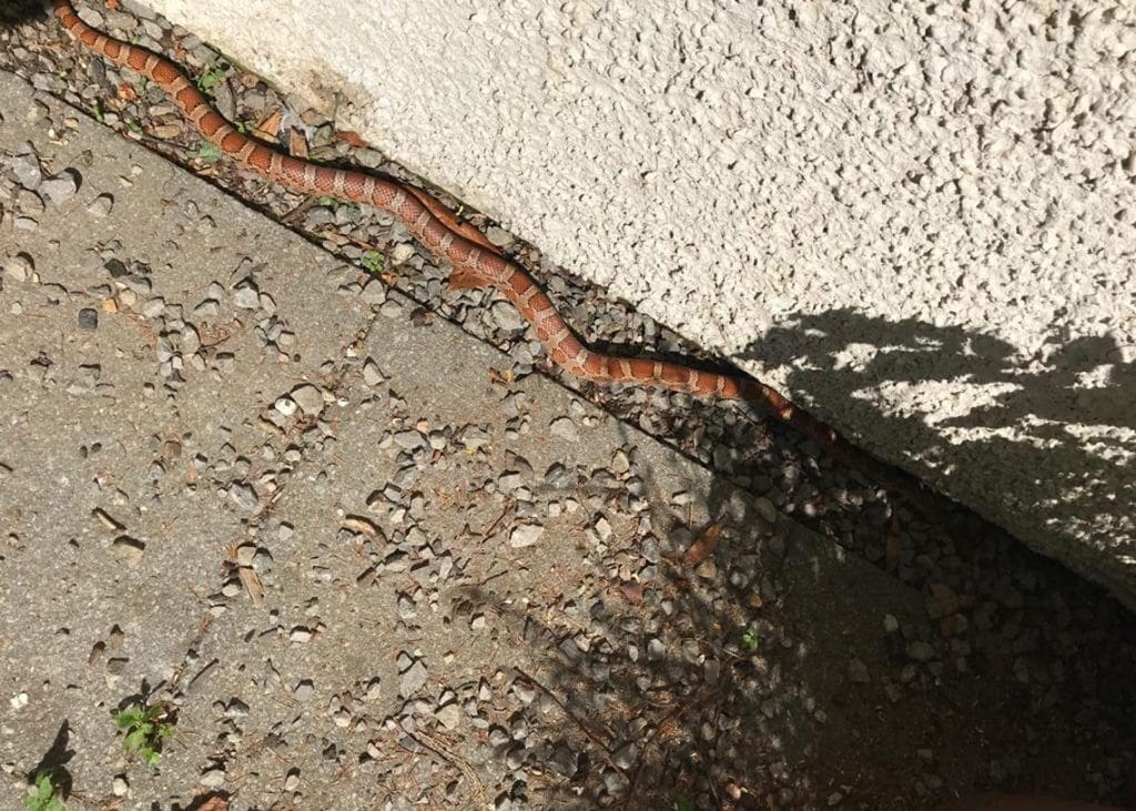 The corn snake found in Keswick apartment block gardens.