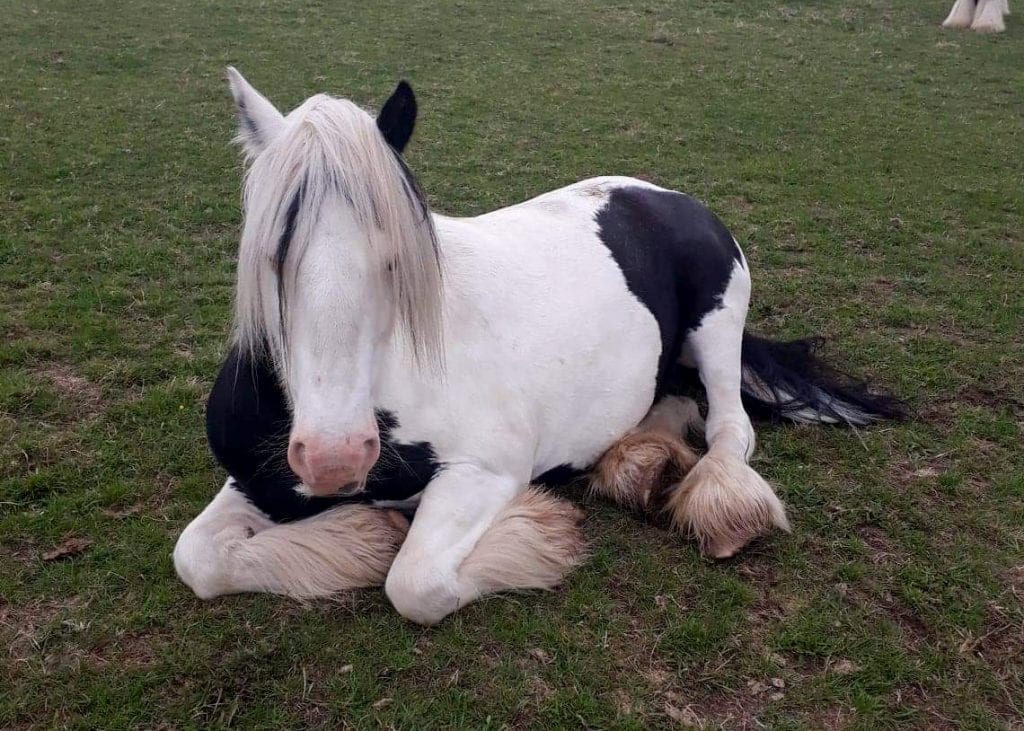 Pony resting Frankie