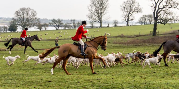 Blencathra Foxhounds has trail hunting licence suspended on Lake ...