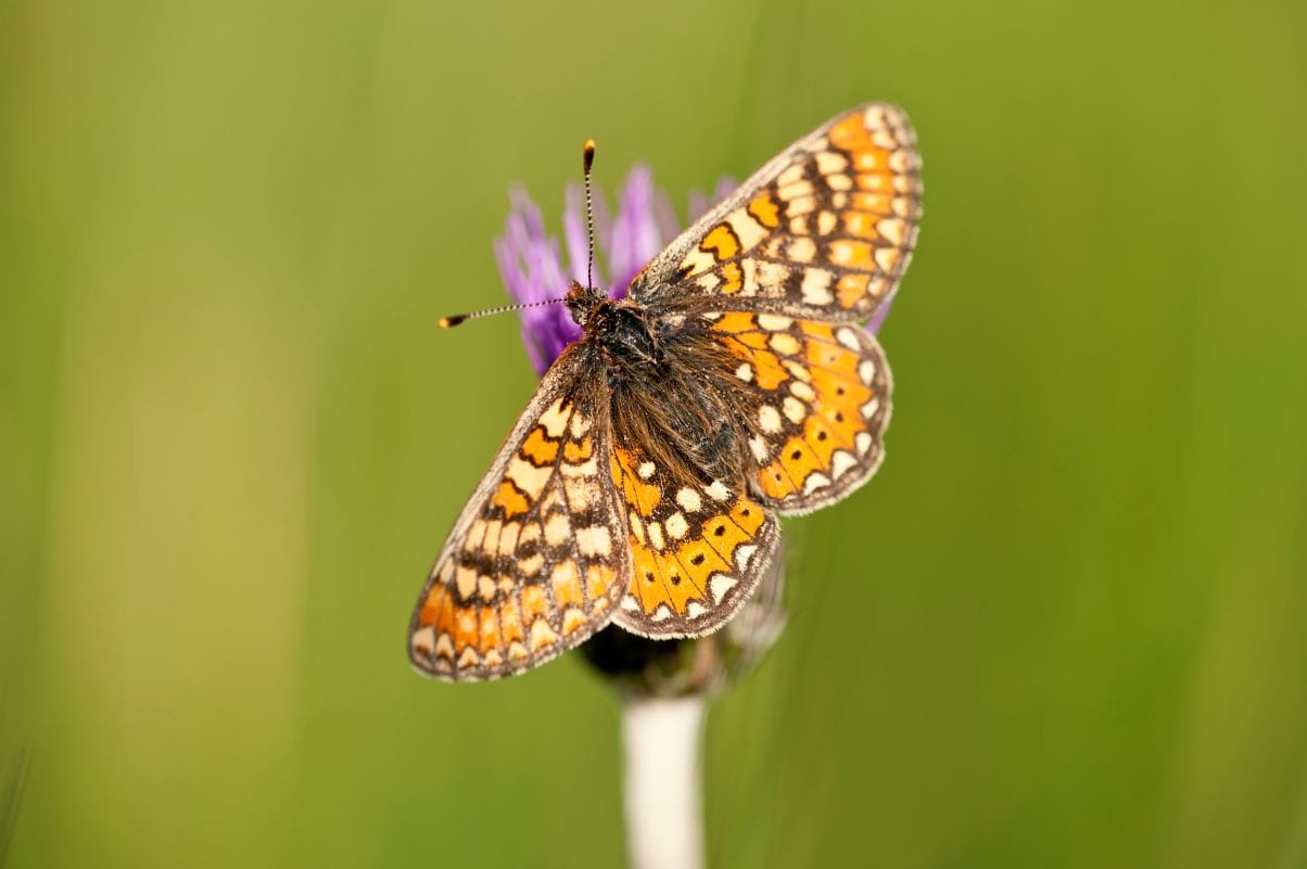 Rare Butterfly Spotted At Eycott Hill Reserve - The Keswick Reminder