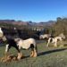 Calvert Stables reopens thanks to amazing support