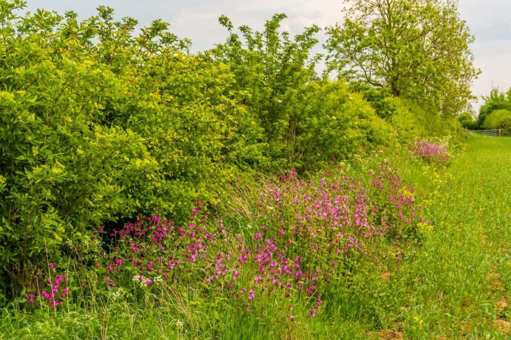 The second round of funding for the protection and creation of native hedgerows in Cumbria is now open.  