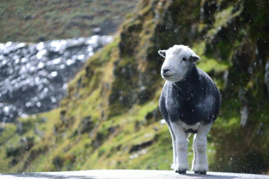 Herdwick in rain