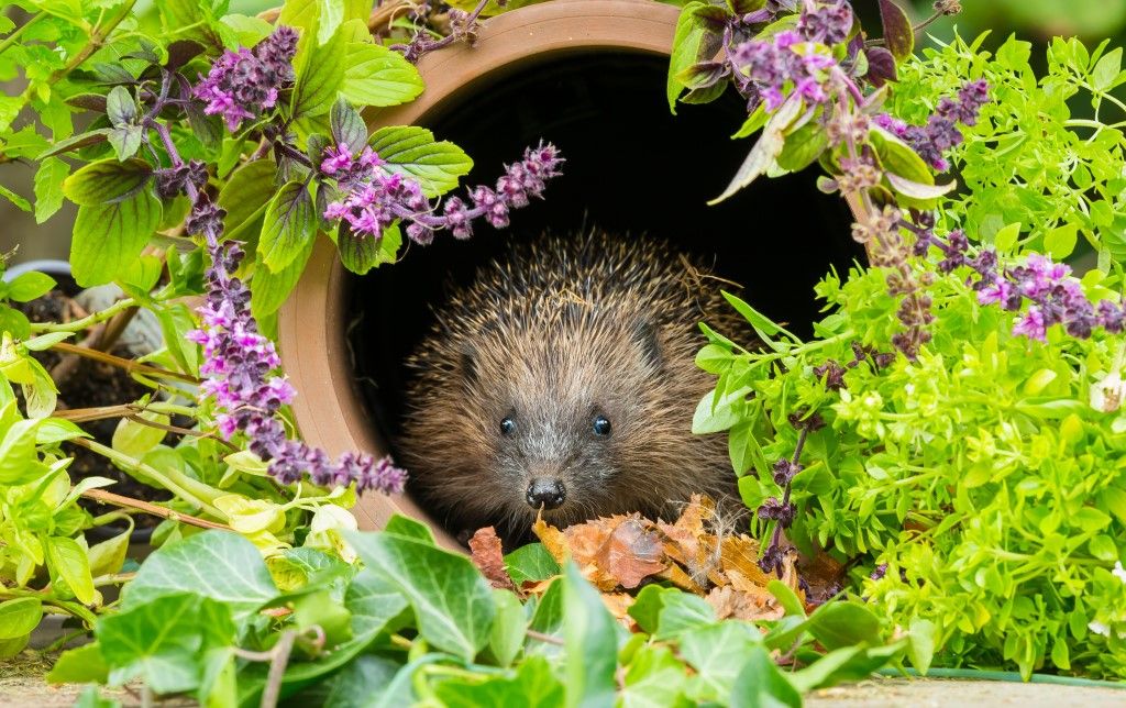 A hedgehog poking its head out of tunnel passageway in a garden