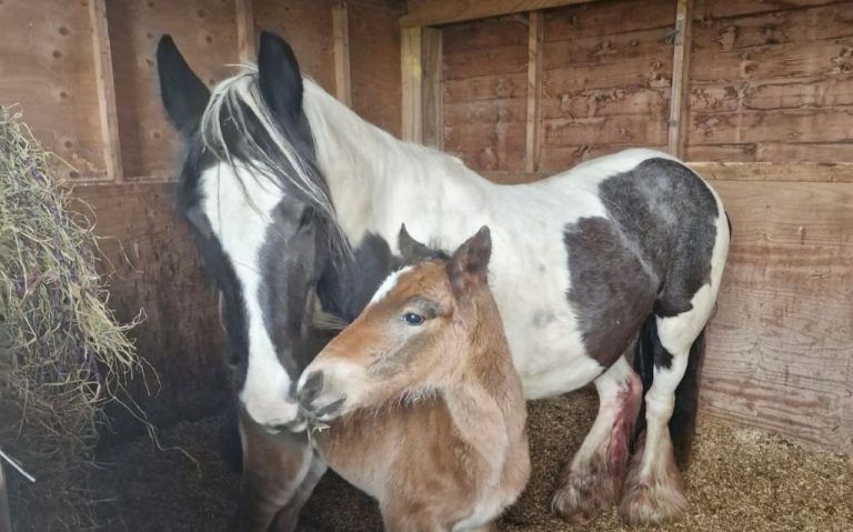 Surprise Birth At Keswick's Calvert Stables - The Keswick Reminder