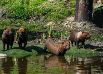 Cheeky new bush dogs settling in at Lake District Wildlife Park
