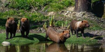 Cheeky new bush dogs settling in at Lake District Wildlife Park