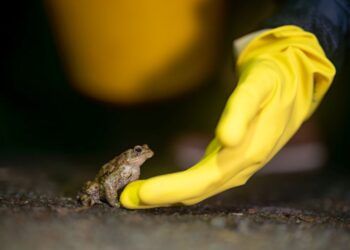Keswick toad patrol team helps 392 amphibians to cross the road